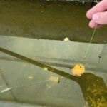 Вместо покупных смесей готовим микс на карпа и амура: ароматная прикормка из четырех компонентов