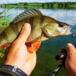 Екологічний стан Дніпра у червні 2026 року: температура води та активність риби