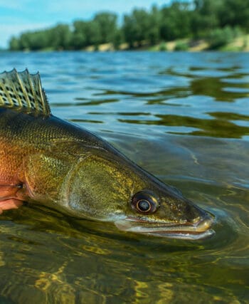Екологічний стан Дніпра у червні 2026 року: температура води та активність риби