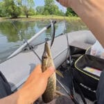 Закиньте это в воду во время дождя, и будете с трофеем: секреты ловли карпа на флэт-фидер летом