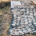На Десні впіймали судака вагою 6,8 кг і відпустили назад у річку