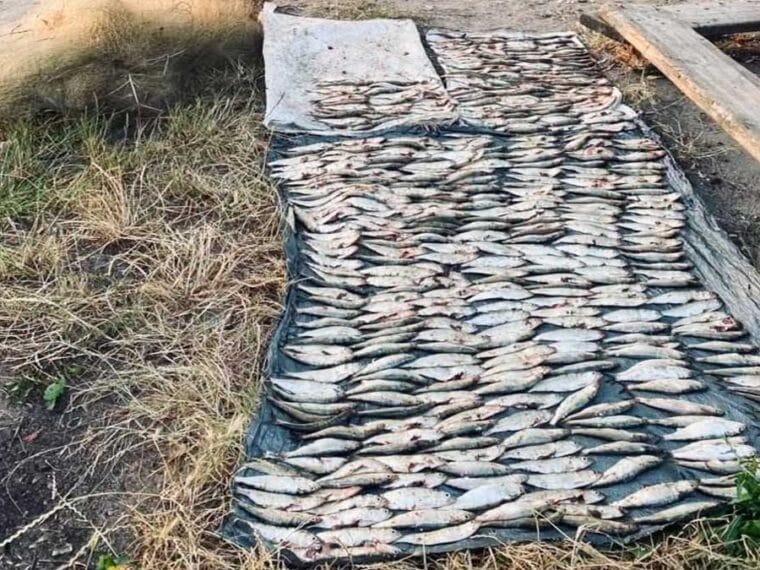 На Південному Бузі затримали браконьєра з 466 пузанками: збитки перевищили 1,1 млн грн