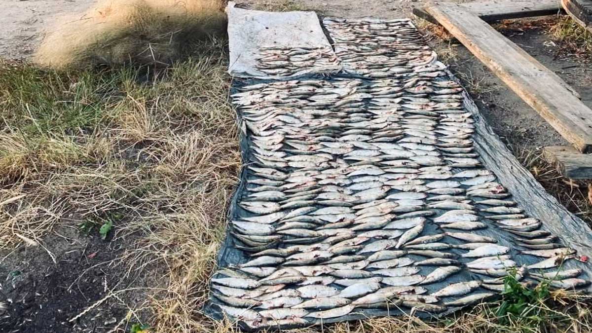 На Южном Буге задержали браконьера с 466 пузанками: ущерб превысил 1,1 млн грн