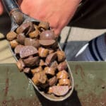 Як повністю прибрати запах мулу у карася чи сома: секретний метод замочування риби