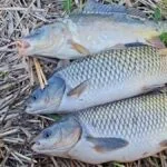 Велика риба шикується в чергу: дві копійчані насадки, які ніколи не злітають з гачка