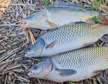 Український рибалка пішов ловити карасів, а впіймав величезних амурів
