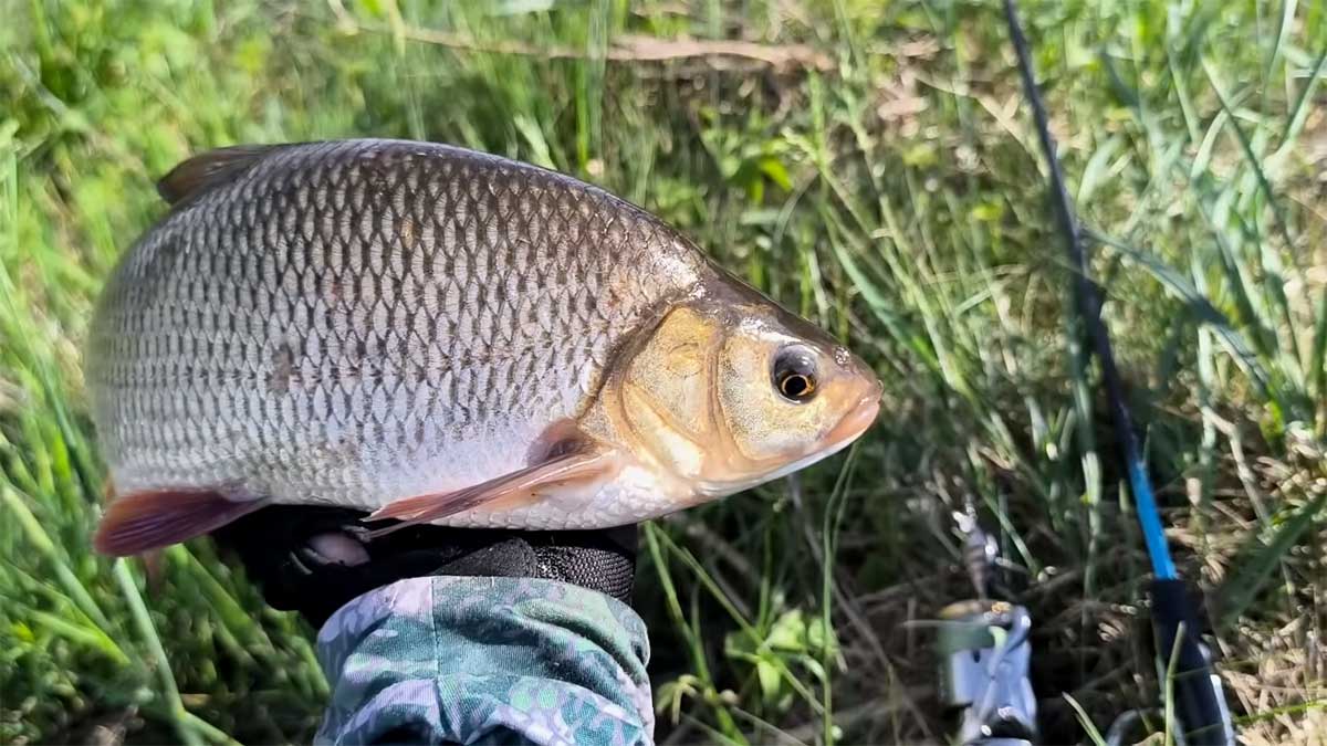 Редкий краснокнижный язь, соблазнившийся на бюджетный украинский воблер