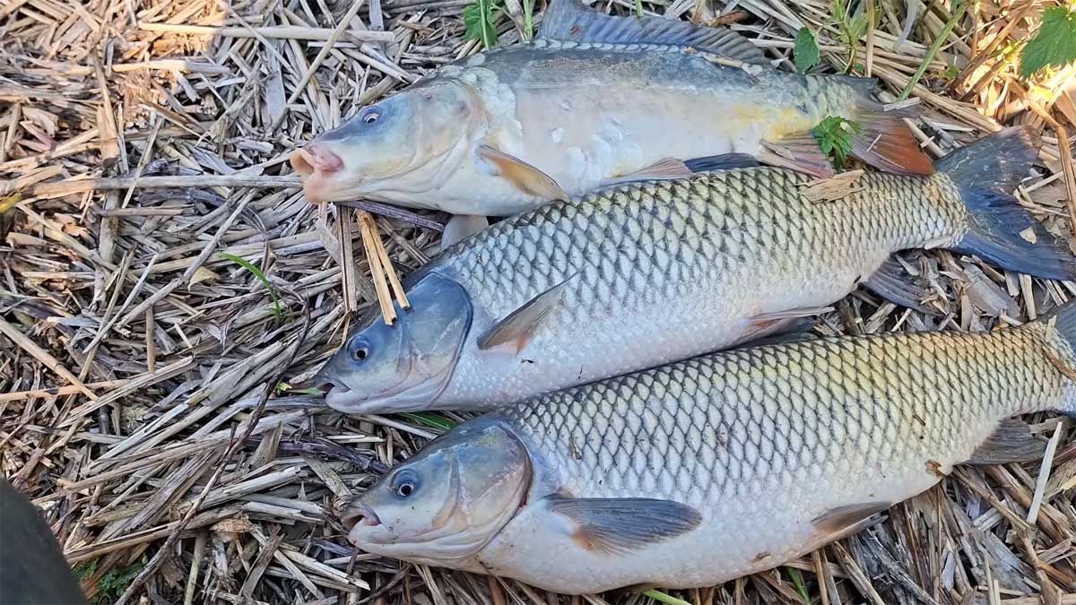 Украинский рыбак пошел ловить карасей, а поймал огромных амуров