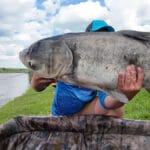 Три копеечных продукта из супермаркета, которые заставят клевать сонного карася в июле
