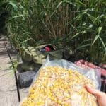 Замість магазинних сумішей готуємо мікс на коропа й амура: ароматна прикормка з чотирьох компонентів