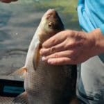 Чому інспектори влітку частіше перевіряють улов: FishingUKR розібрався, що має право контролювати рибоохорона