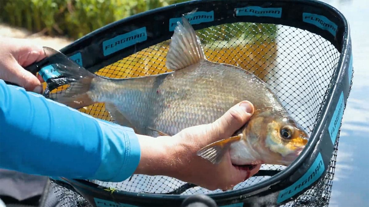Чому в липневу спеку лящ перестає клювати вдень: експерт FishingUKR пояснив, коли шукати рибу