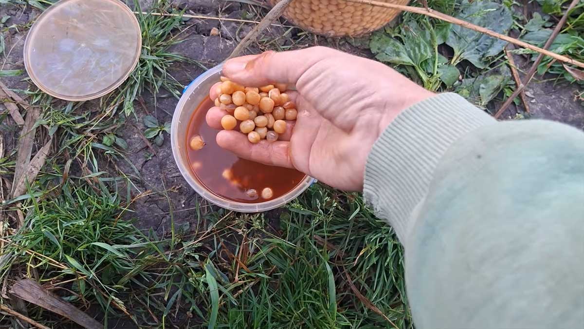 Горох із гострим перцем на коропа та білого амура: секретний рецепт уловистої насадки влітку