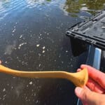 Вместо обычных каш и червей: пряный горох с зеленью и перцем — безотказная насадка для ловли крупной рыбы