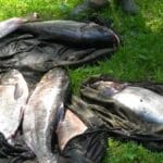 Секретный рецепт кукурузной болтушки: как поймать капризного карася и карпа в жару