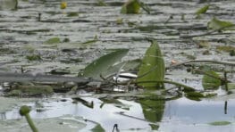 Как поймать крупного карася на боковой кивок при падении воды, если плотва сбивает тесто?