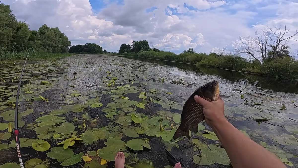 Как поймать крупного карася на боковой кивок при падении воды