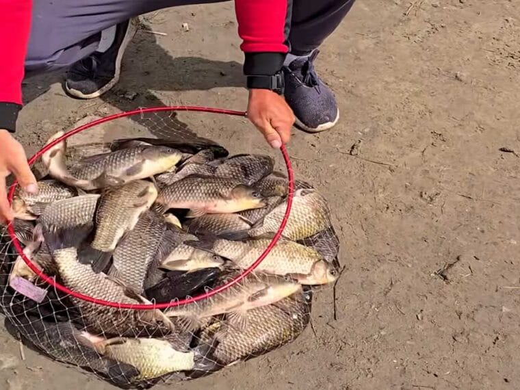 Кукурудзяна бовтанка для карася та коропа: найкращий рецепт насадки