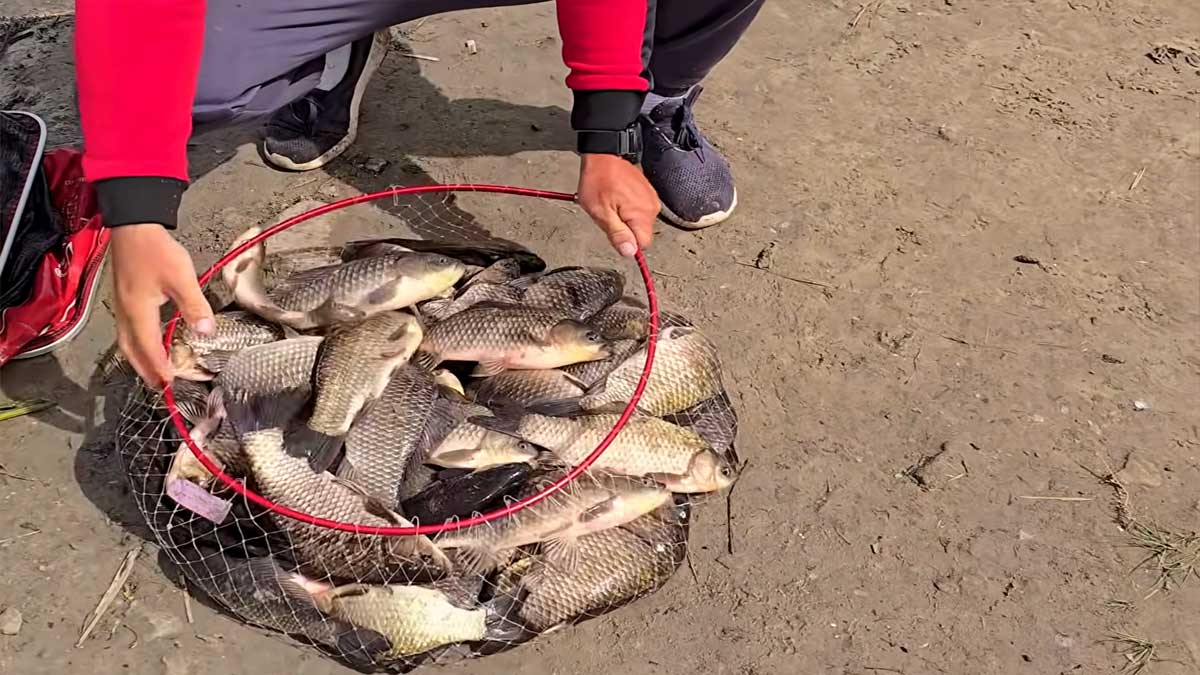 Кукурудзяна бовтанка для карася та коропа: найкращий рецепт насадки