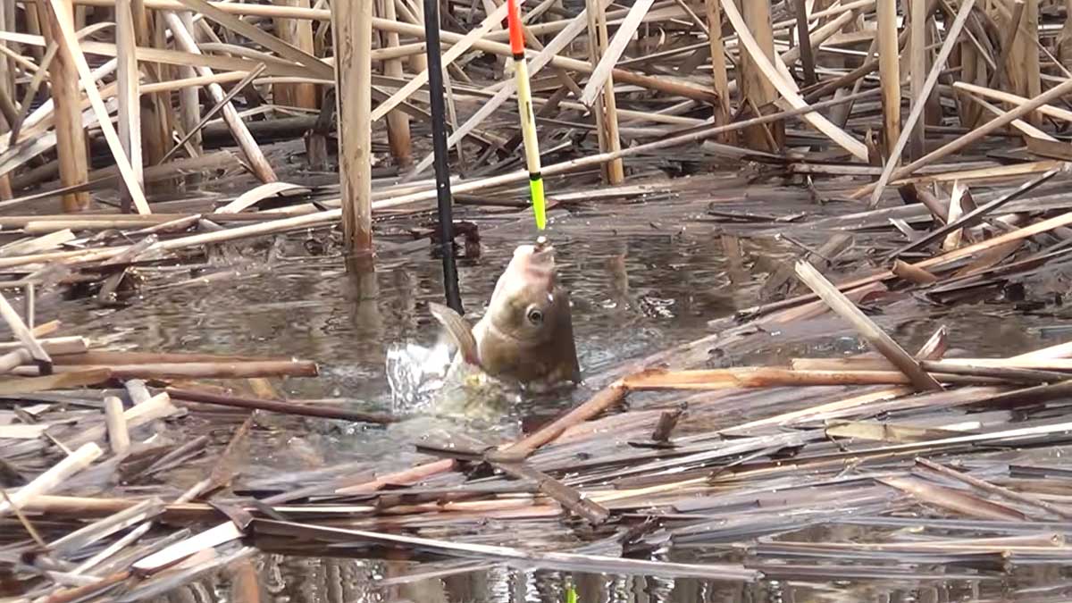Ловля карася летом в камыше на поплавок с мормышкой: секреты монтажа