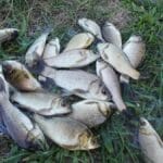 Два гачки на поплавцеву вудку: секрети монтажу снасті без заплутування для карася