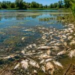 Чому більшість рибалок отримують штрафи не за браконьєрство: аналіз FishingUKR