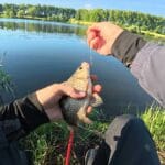 Правильна тактика ловлі трофейного коропа влітку: як уникнути фатальних помилок