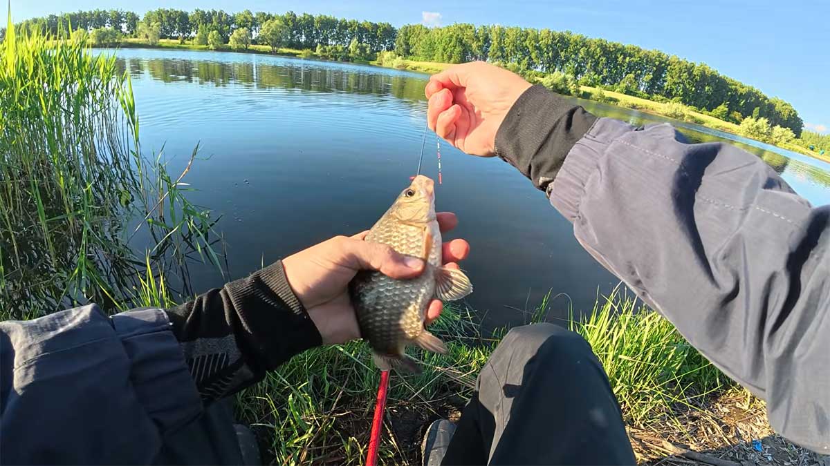 Снасть с двумя крючками на карася: два рабочих способа монтажа