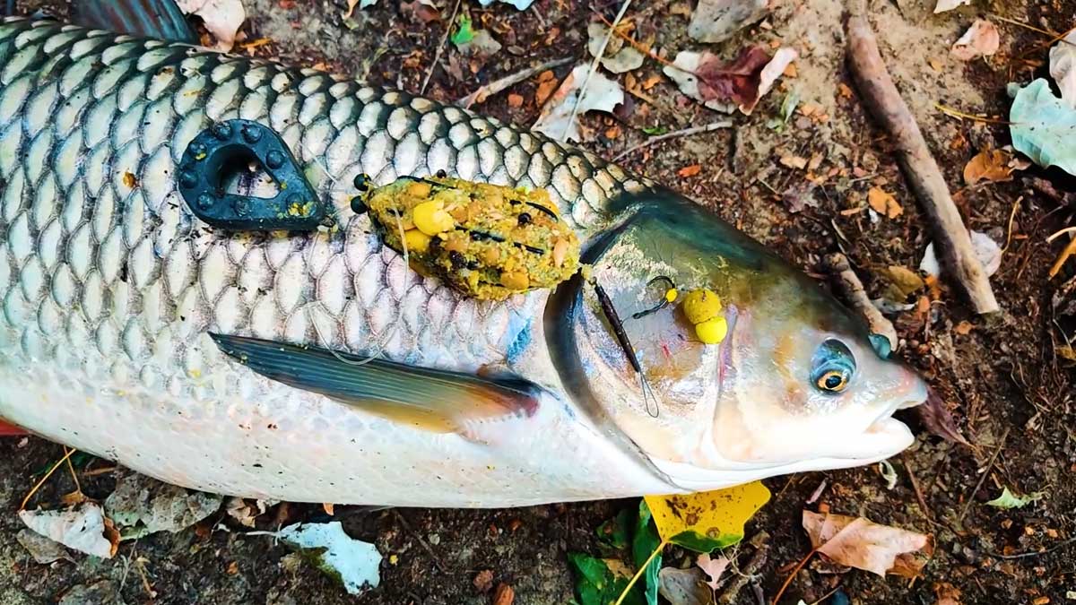Уловистая донная снасть с пружиной на сазана и амура: надежный монтаж для реки