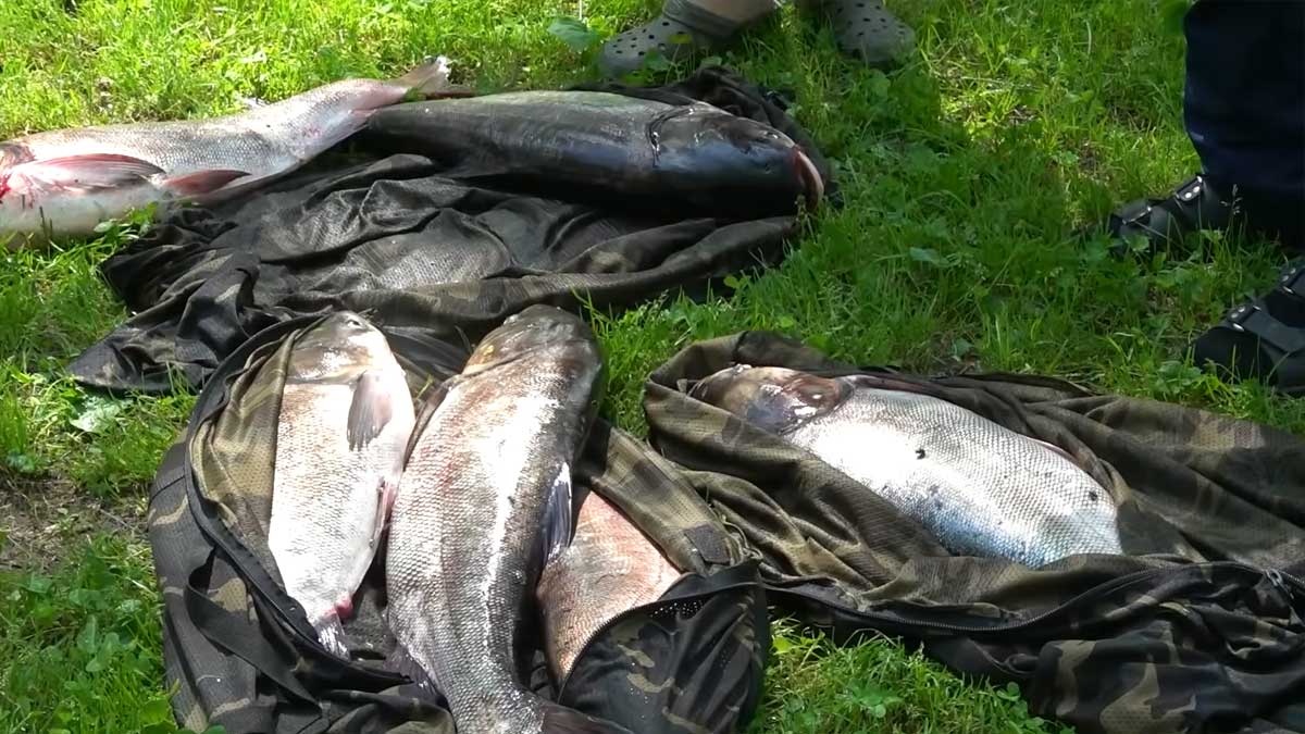 Як ловити товстолоба на технопланктон влітку: снасті та тактика