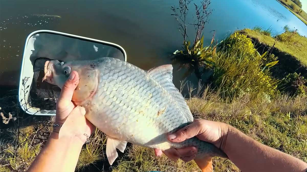 Як приготувати чилі-часниковий ліквід для фідерного лову коропа
