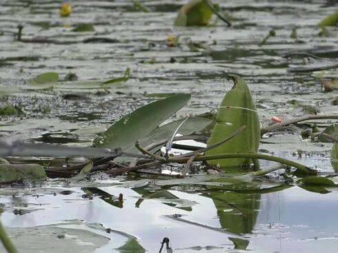 Як упіймати великого карася на бічний кивок під час падіння рівня води, якщо плітка збиває тісто?