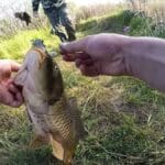 Як упіймати великого сазана на бічний кивок влітку: тактика та снасті