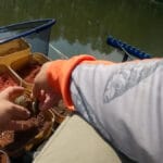 Секретне тісто на линя та карася: рецепт уловистої насадки з анісом і халвою