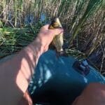 Ловля трофейного леща в глубокой яме на поплавок: секретная чесночная заправка