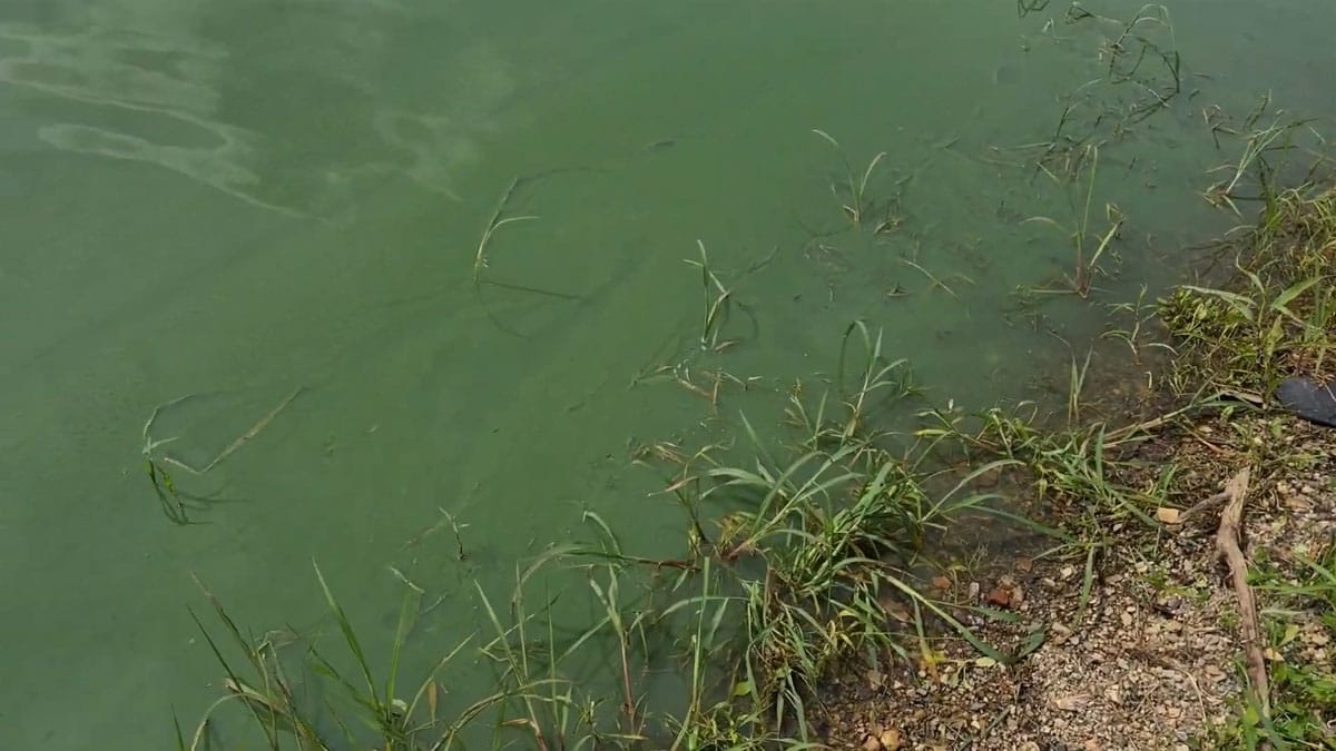 Как ловить рыбу в августе если зацвела вода: 3 способа