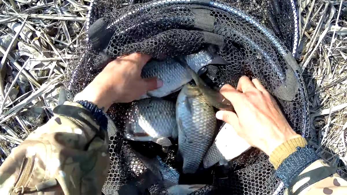 Ловля карася на поплавок с кормушкой: монтаж полудонки и тактика