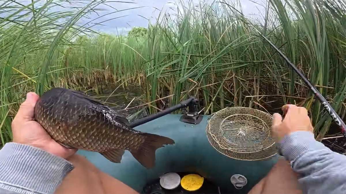 Ловля карася та лина на бічний кивок у очереті: снасть і наживки