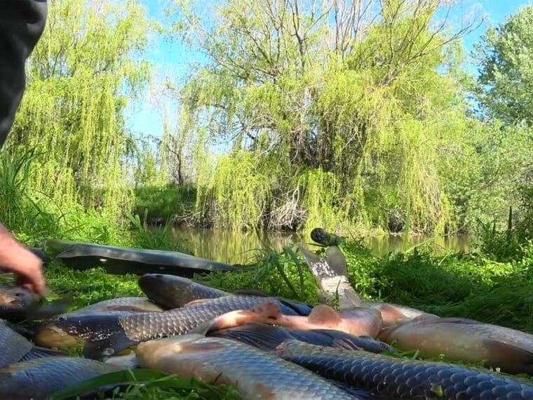 Ловля карася влітку на медову пшеницю: секрети монтажу та насадки