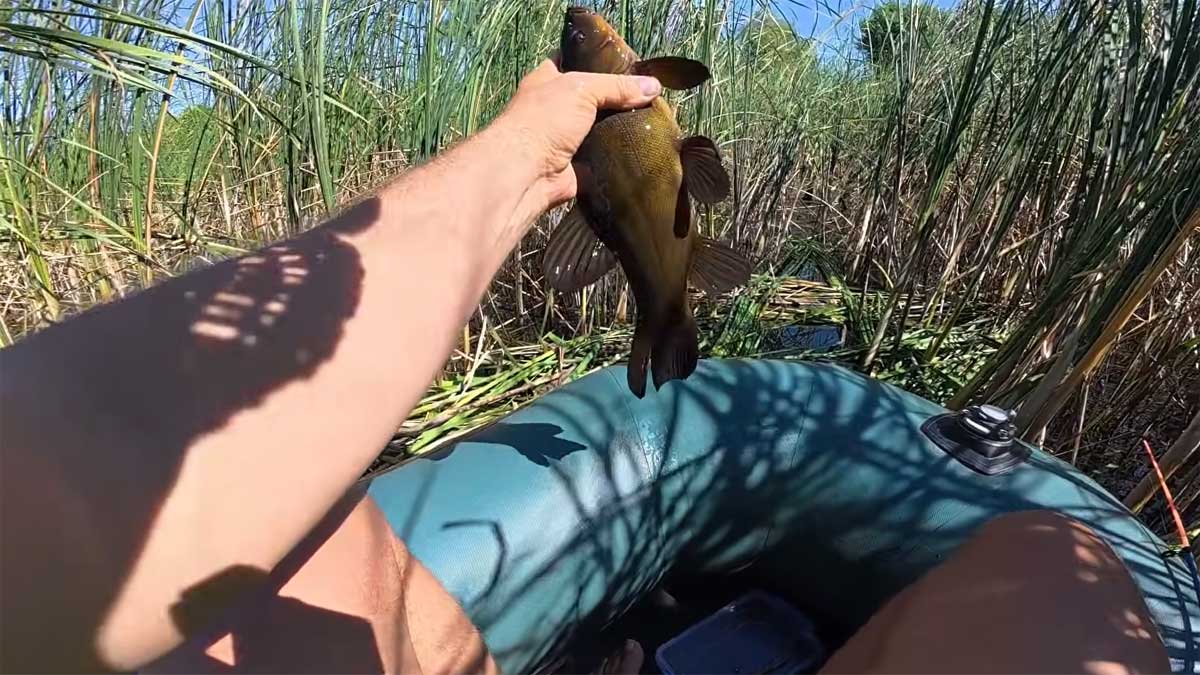 Ловля линя и карася в камыше на скользящий поплавок с мормышкой