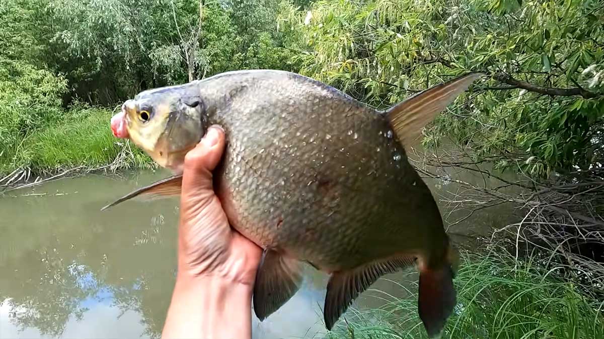 Ловля на поплавок у воді, що зацвіла, влітку: 3 зміни оснастки