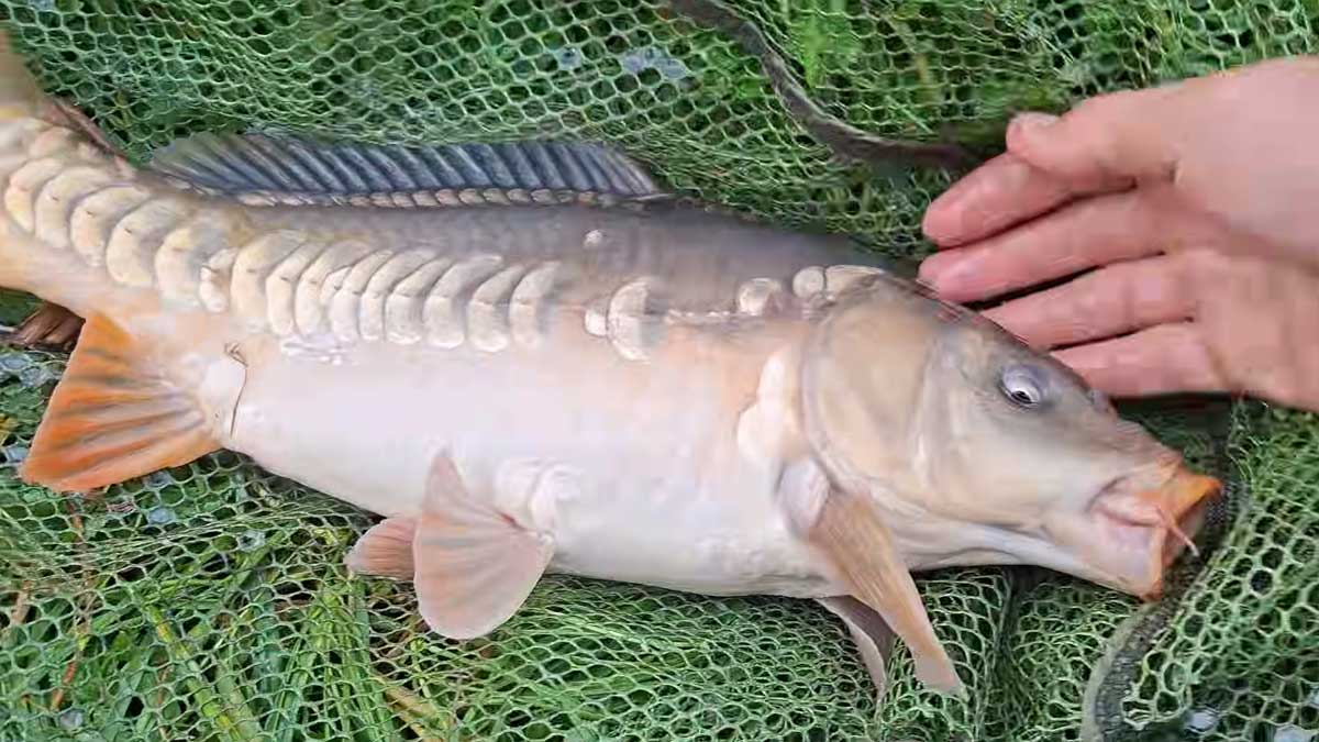 Макуха на коропа та карася своїми руками: найкращий рецепт для донки