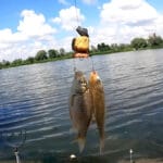 Секретний атрактант на карася: як змусити клювати пасивну рибу в літню спеку