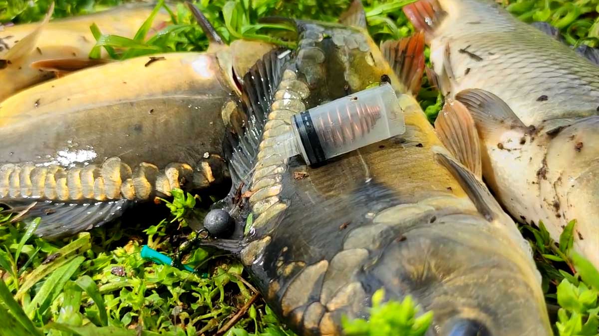 Оснащення зі шприца на коропа: монтаж годівниці-інжектора для мулу