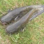 Гороховый хлеб для рыбалки: как приготовить уловистую насадку на карася