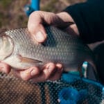 Как поймать крупного сазана в жару: комбинированный метод прикормки и насадок