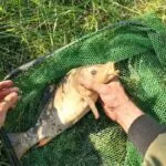 Як ловити трофейного карася та лина на бічний кивок: секрети уловистої снасті