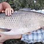 Секретна оснастка Ракушка для ловлі сазана та трофейного амура