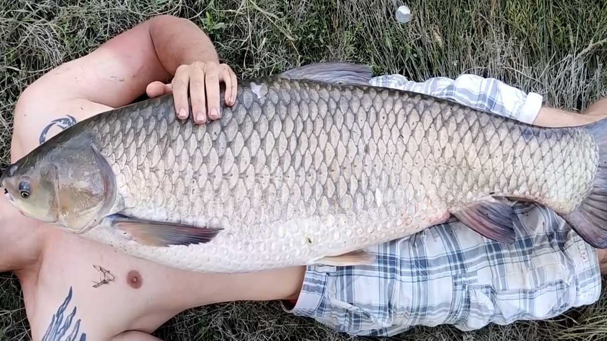 Секретна оснастка Ракушка для ловлі сазана та трофейного амура