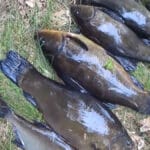 Тісто на линя та карася своїми руками: рецепт і секрети ловлі в очереті
